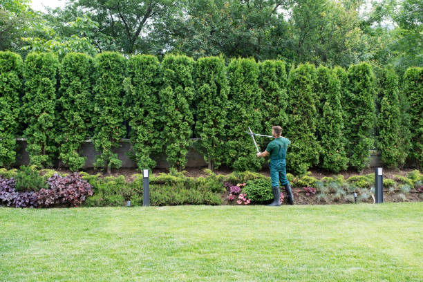 How Our Tree Care Process Works  in  Ferris, TX