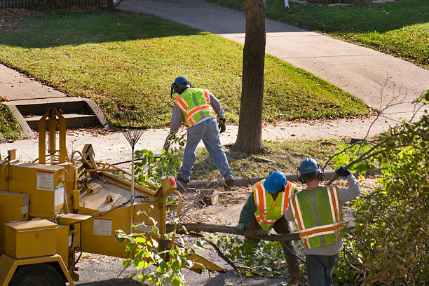Best Lawn Drainage Solutions  in Ferris, TX